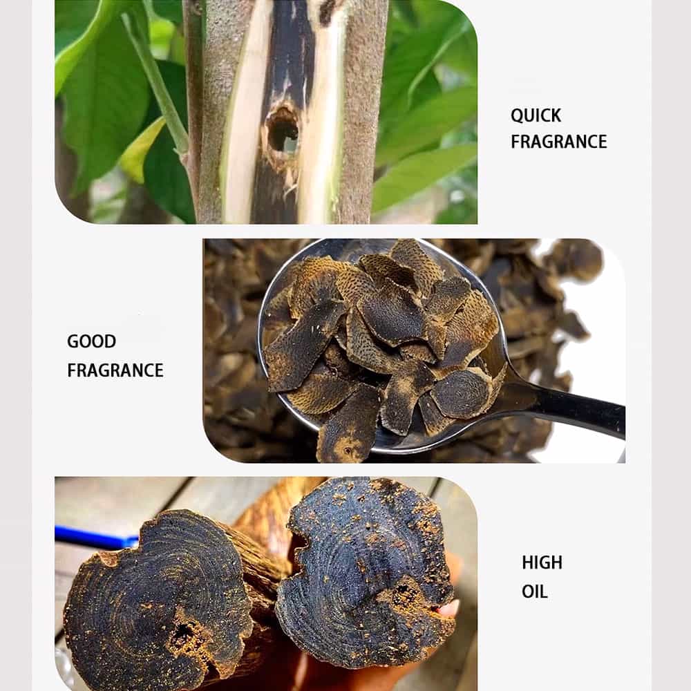 02 Agarwood plant 1