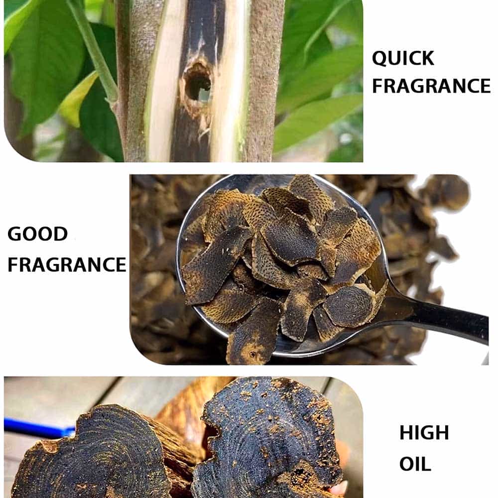 02 Agarwood plant 2