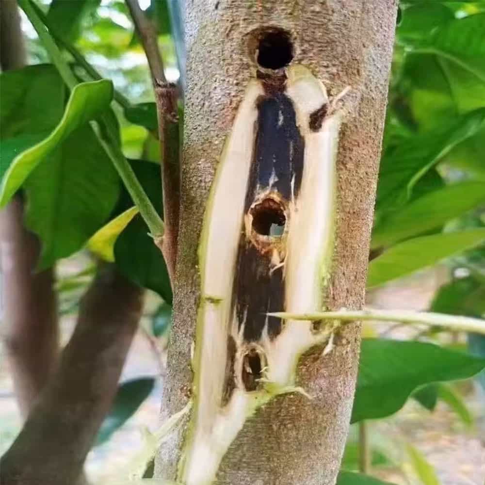 agarwood infection