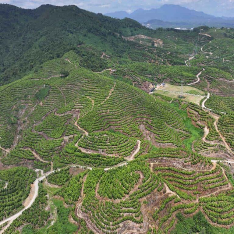Our Key Plantations hainan
