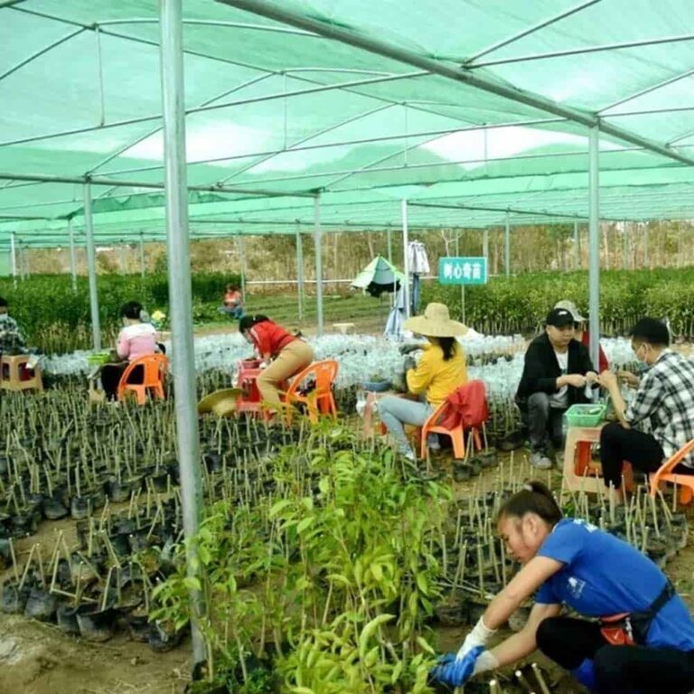 Replanting Initiatives