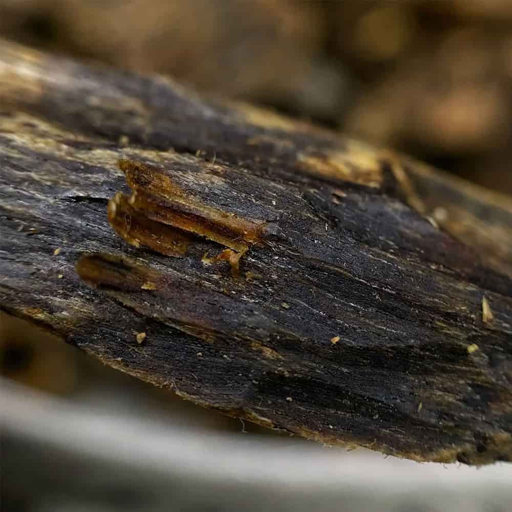 Stages of agarwood formation